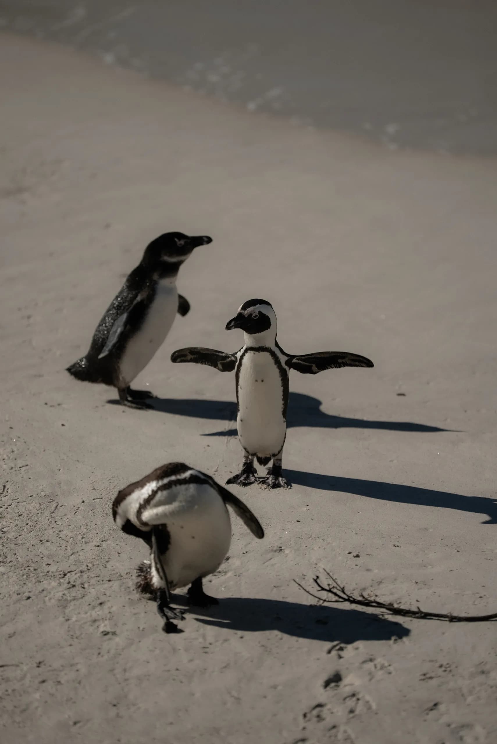 African penguins on the sand at Boulders Beach